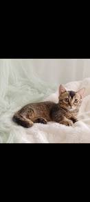 Munchkin Baby Girl 