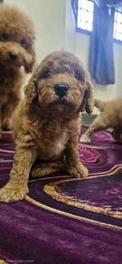 Toy Poodle