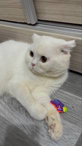 scotish fold bsh kucing cat comel