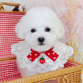 Poodle
