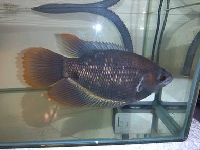 Kaloi sabah 