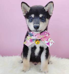 Shiba