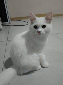 Re-home cat with fees