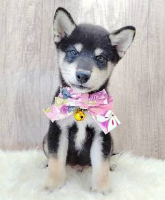 Shiba
