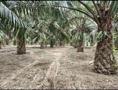 Agricultural Land in Sik, KDH