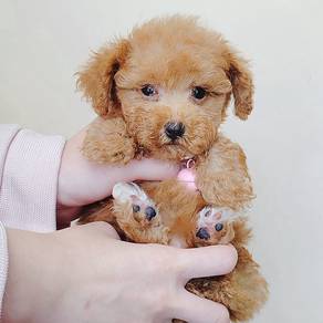 Poodle