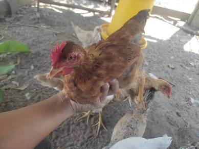 ayam kampung asli 3 bulan