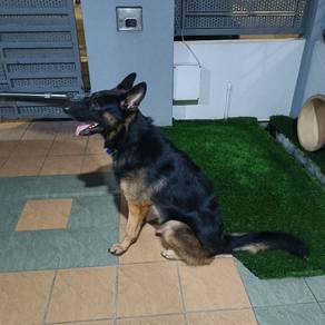 German Shepherd 