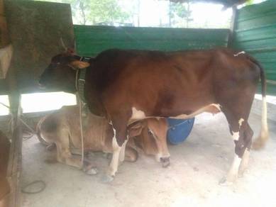 Lembu Dan Kambing