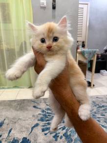 Kitten mix British longhair Dlh