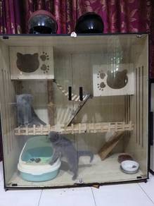 Rumah kucing dan kucing untuk dilepaskan 