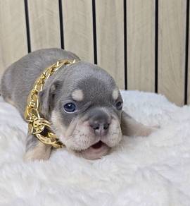 FRENCH BULLDOG PUPPIES VIP129🌻 boy lilac tan