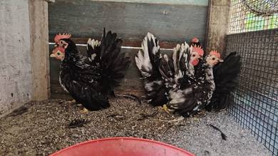 ayam japanese bantam 