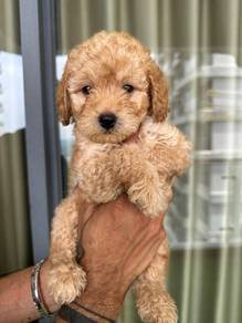 poodle puppies 