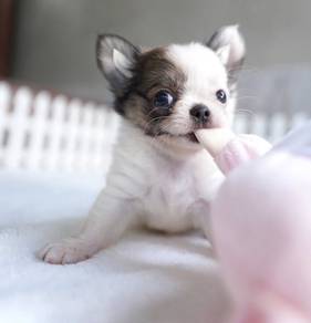 CHIHUAHUA PUPPIES 216 🌷Head Apple Cute Dog