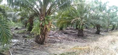 Agricultural Land in Bekenu, SWK