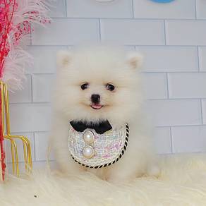 Pomeranian