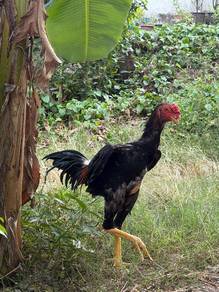 ayam oshamo jtn 7bln