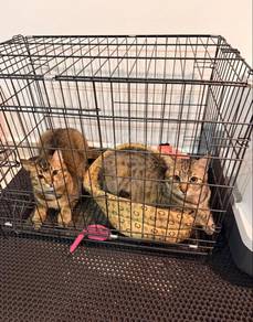 FREE : Cari Owner Baru | Baca Description
