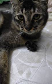Kucing untuk di adopt 