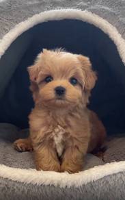 Waggy Maltipoo fills hearts with love puppy Dog