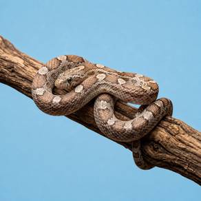 Corn Snake Charcoal