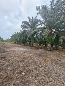 Agricultural Land in Pengerang, JHR