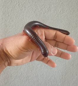 Giant Millipede