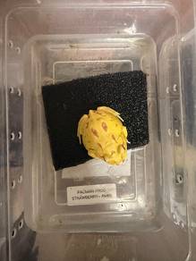 pacman frog