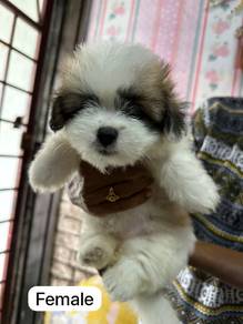 shihpoo