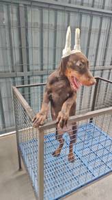 Red & Rust USA line Doberman female 0407A