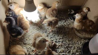 anak ayam sabung kacuk