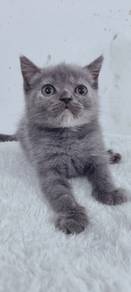 Bsh