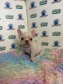 French bulldog puppy