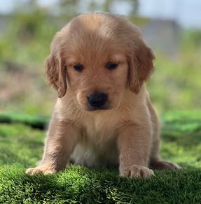 golden retriever puppies 