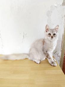Mainecoon kitten pure breed