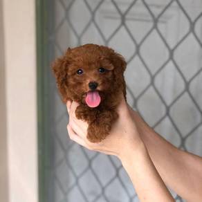 mini teacup poodle s