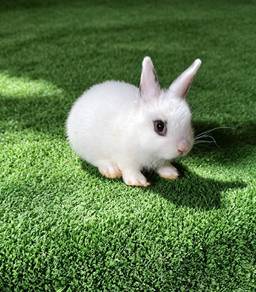 Arnab Netherland Dwarf Nd 