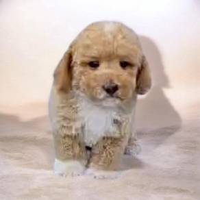 Maltipoo parti color male
