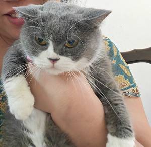 Bsh female one years cat 