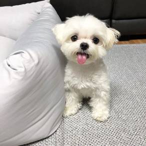 F1125 Charming Bichon Poochon White Fluffy Cotton