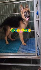 German Shepherd (F)