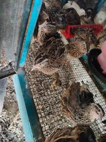 Burung puyuh