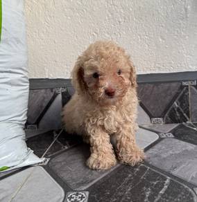 Toy poodle 