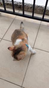 kucing muda