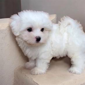 Maltese tiny A quality
