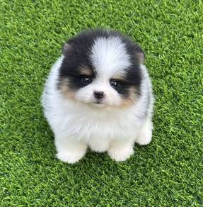 POMERANIAN PUPPIES A273 🌻 Sort of shine