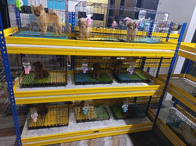 Tiny Poodle 