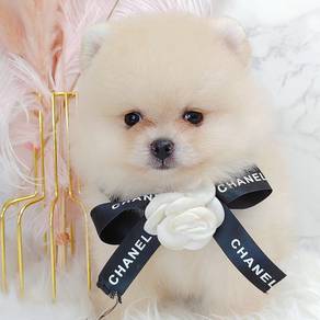 Pomeranian