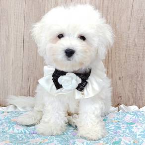 Bichon